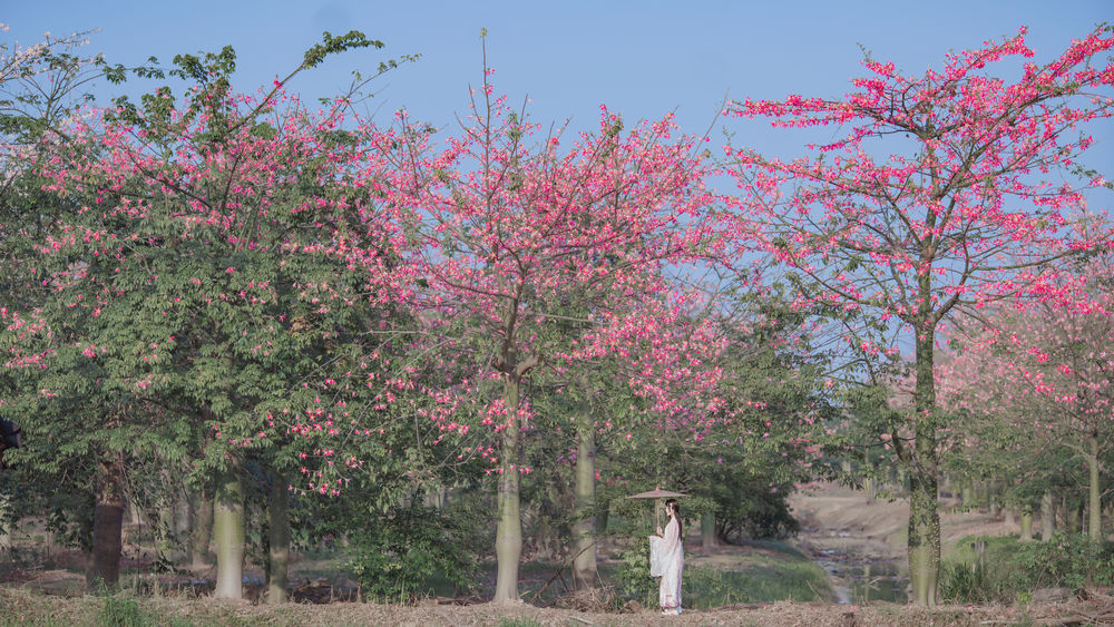 桜桃喵-汉服桃花 [15P]·合集-妙妙屋